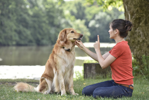 woman training dog