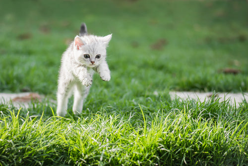 cat jumping around field