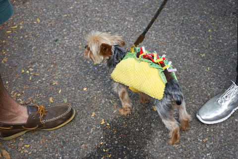 dog in taco costume