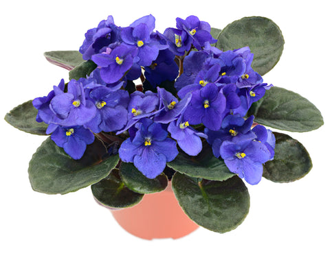 african violets