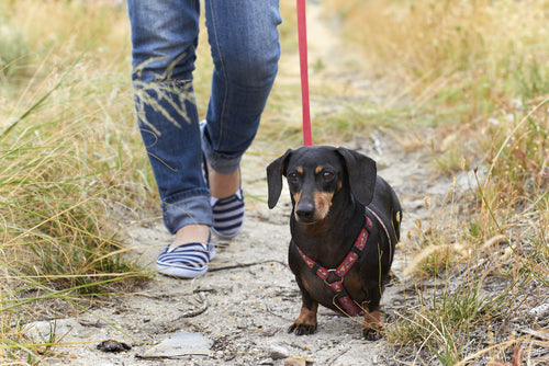 dachshund on a walk