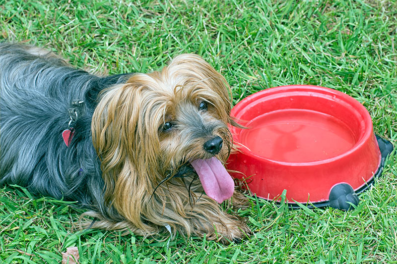 small dog panting and laying next to a red water bowl