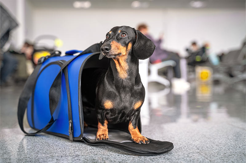 small dog in carrier at airport