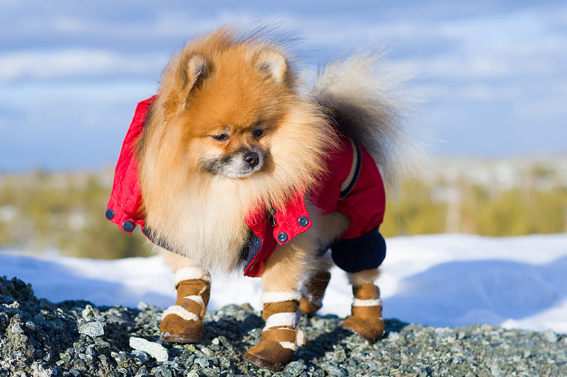 small dog wearing protective winter booties in the snow