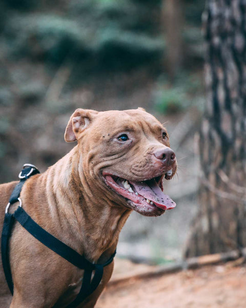 side profile of a brown pitbull with tongue out