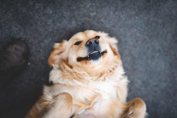 dog lays on back smiling so teeth are showing