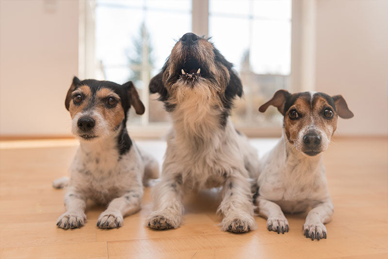 three dogs laying on the floor