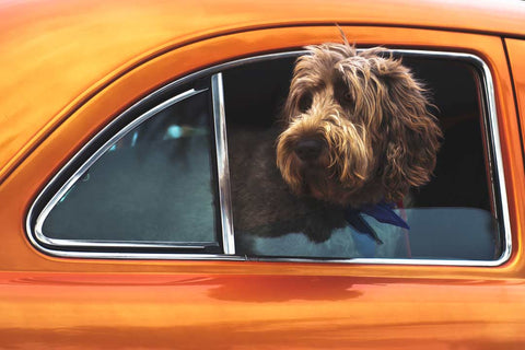 dog stares out the back window of an orange car