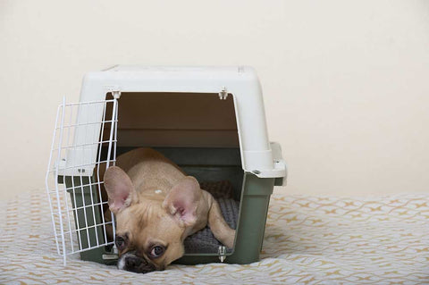 french bulldog lays in open crate