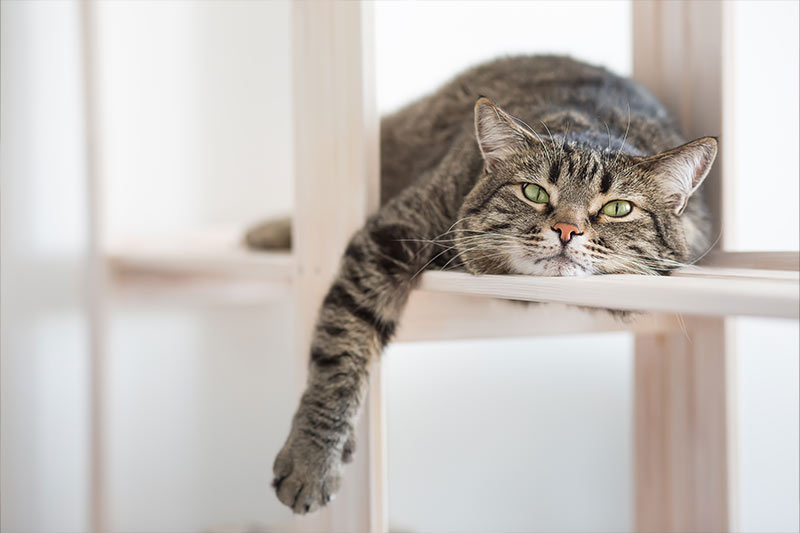 tired cat laying on cat tree