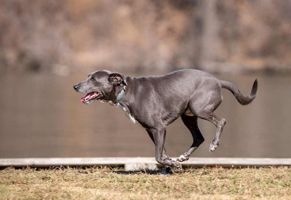side view of lean dog running on dirt