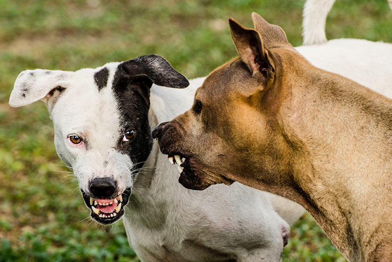 two dogs barring fangs at each other