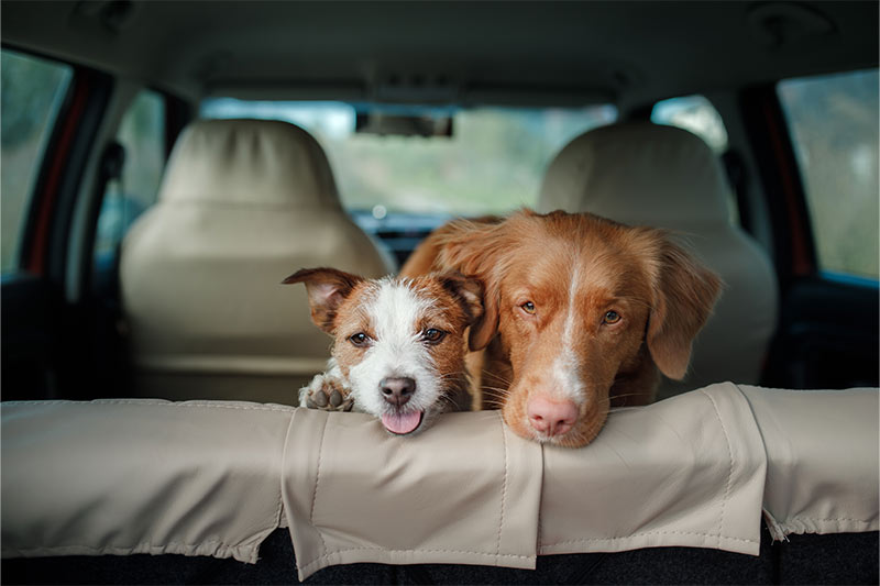 two dogs travelling in a car