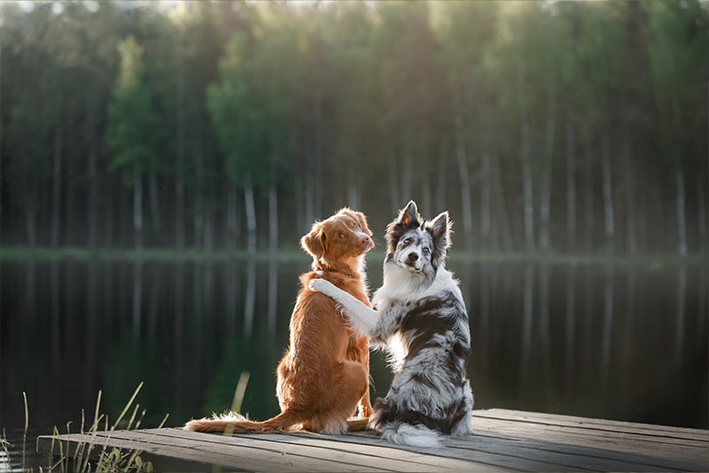 two dogs sitting on a dock