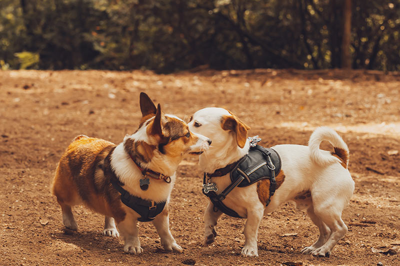 two small dogs sniffing each other at a dog park