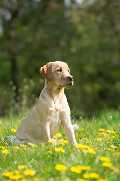 white lab sits in a sunny field of flowers
