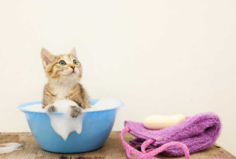 cat in soapy bath