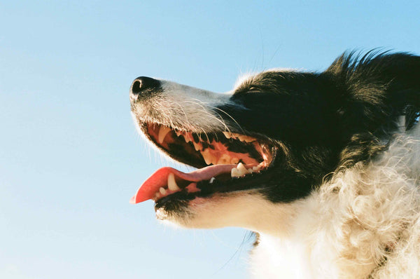 dog's open mouth to show teeth and tongue