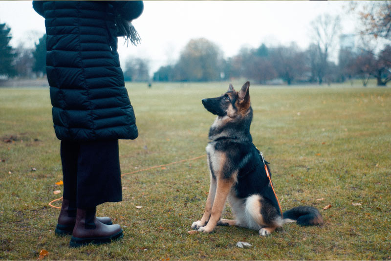 young german shepherd being trained by owner