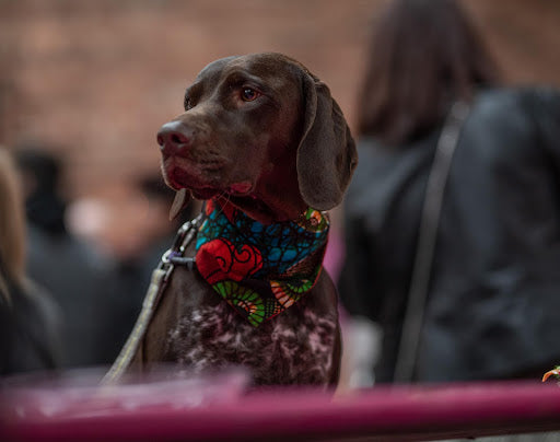 Doggy bandanas