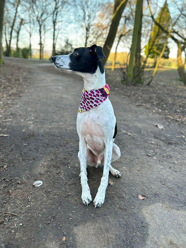 Doggy bandanas