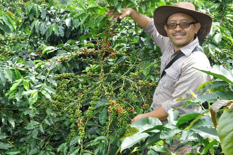 le cultivateur de cerise de café indonésien posant devant ses caféiers