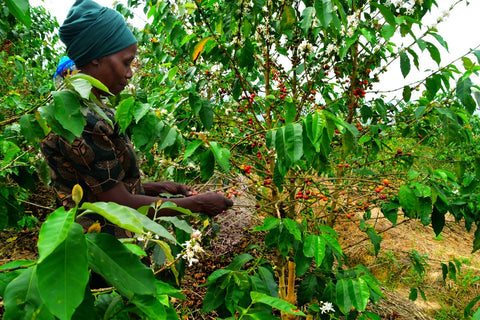 femme en train de récolter des cerises de cafés à la main en Ethiopie