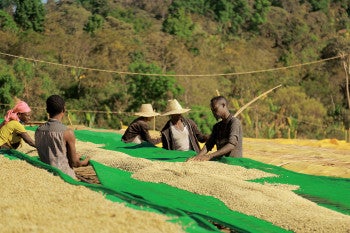 cultivateurs de cerises de cafés qui font sécher les grains en Ethiopie