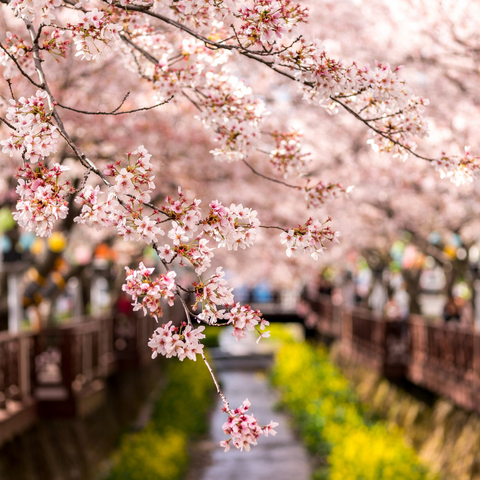 Cherry blossom Viewing party