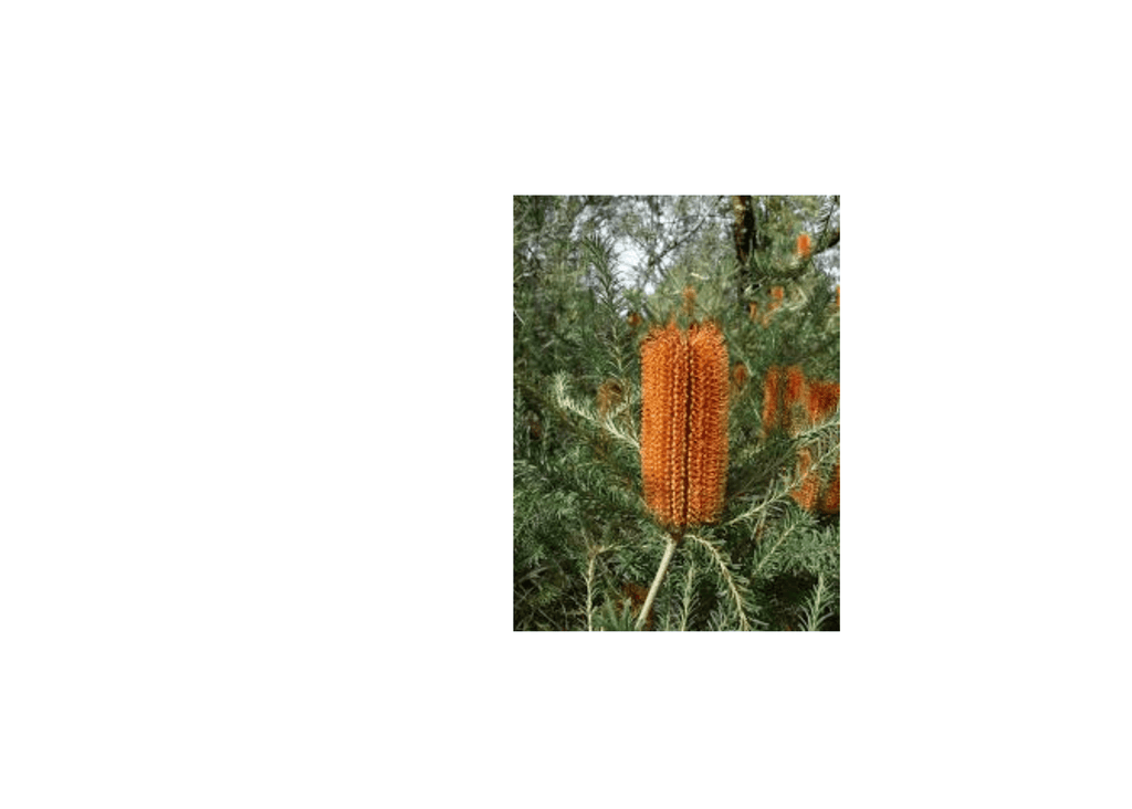 banksia spinosa - candlestick banksia