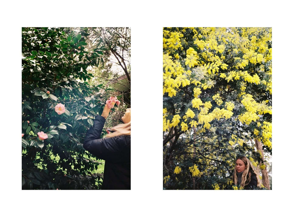 Braer observing nature, Camellias and Acacia