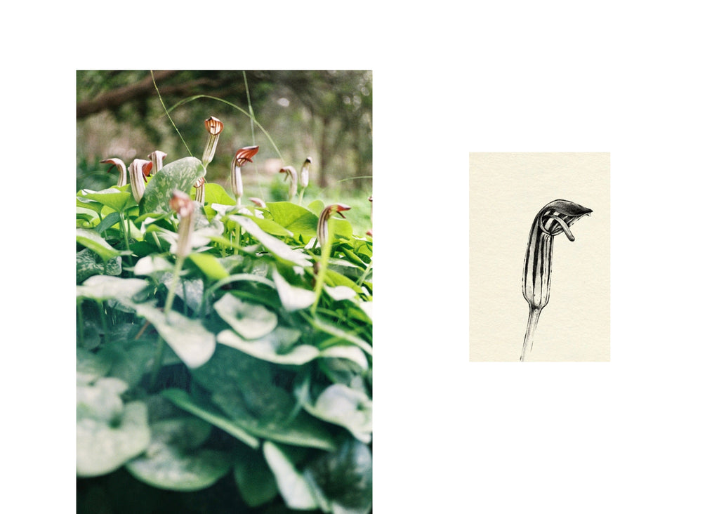 Cobra lilies in the garden at Casa Warrandyte