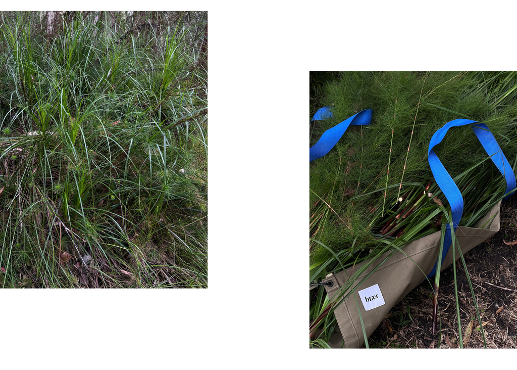 Foraging for Sawsedge grass