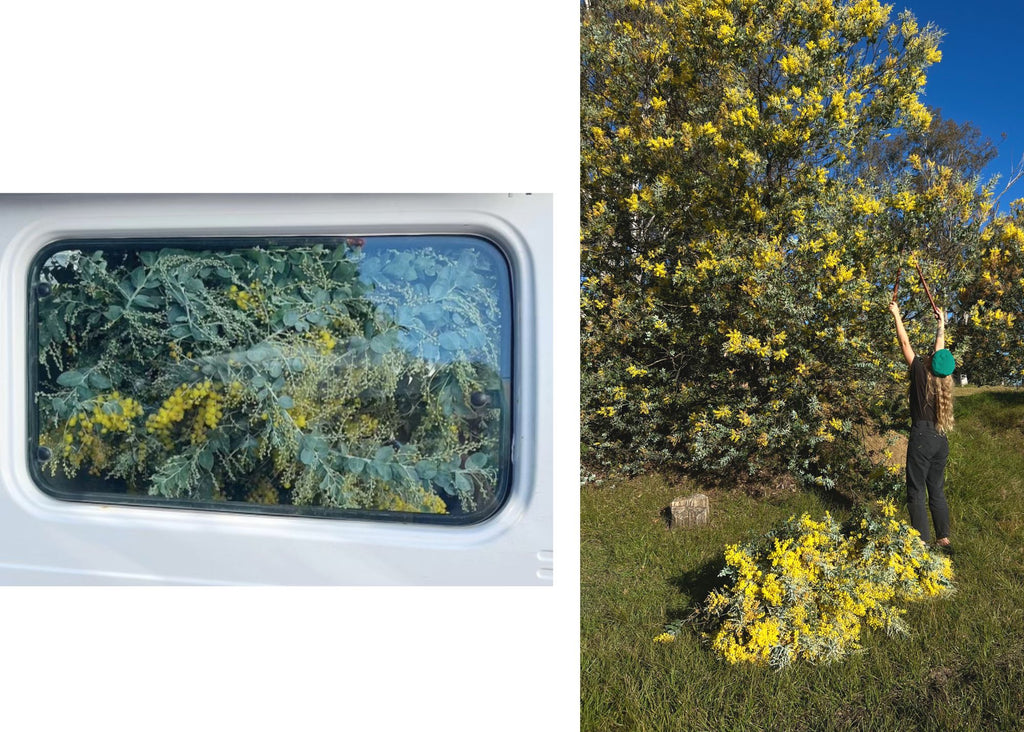 Foraging for wattle and transporting it in our little flower van.