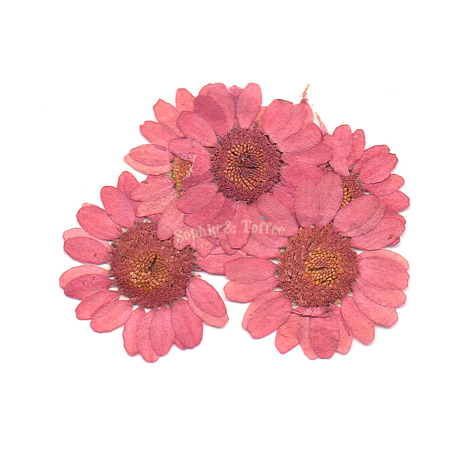 Dried Small Daisy Flower with Container