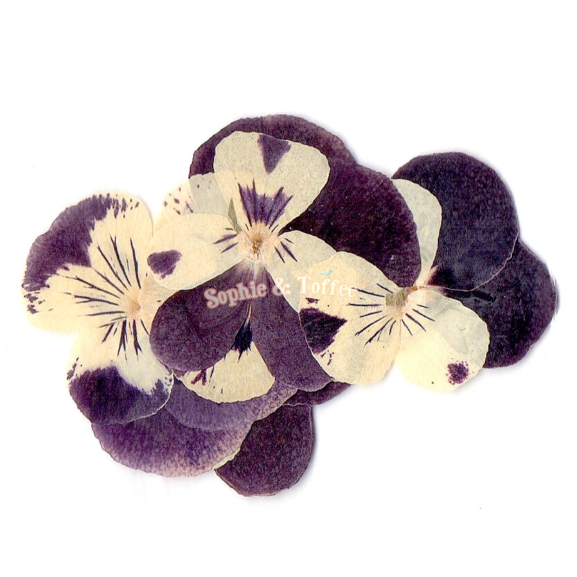 Dried Real Flowers For Crafts - Pressed White White Snow Bead Flower - –  DOMEDBAZAAR