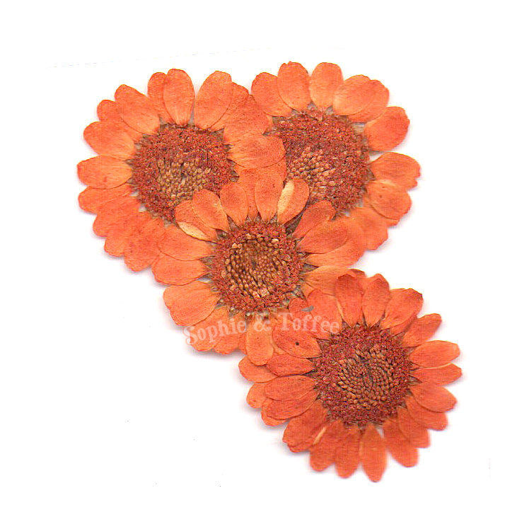 12-piece Daisy Dried Pressed Real Natural Flowers For Epoxy & UV Resin -  Resin Rockers