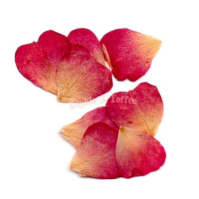 10 Tablets Dried Pressed Flowers Real Natural Leave Petals - Temu