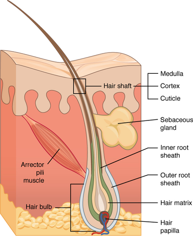 Qinfengyuanyang hair 