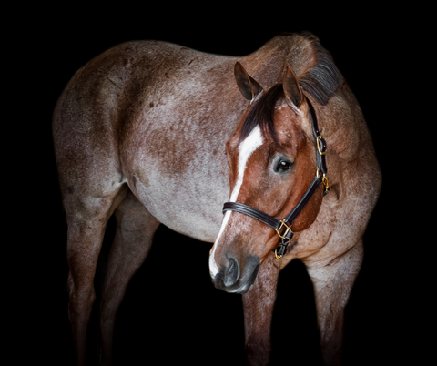 Equine Horse Black Background Portrait Sessions in Georgia and South Carolina