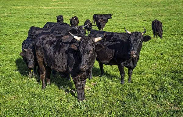 Wagyu Cattle