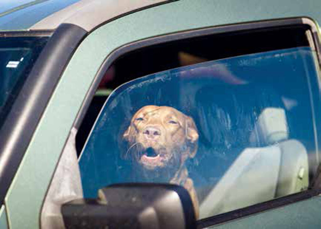 Cane abbandonato in un auto lasciata al sole