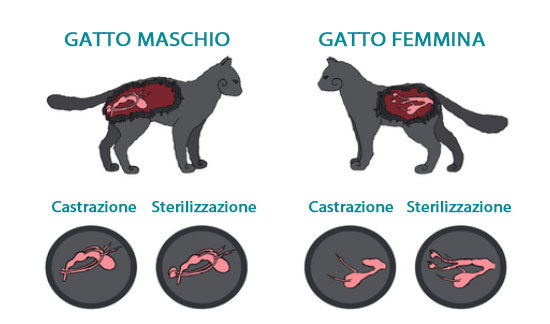 Differenza tra Castrazione e Sterilizzazione nel Gatto
