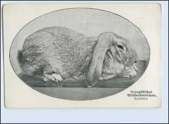 Coniglietto nano nella storia