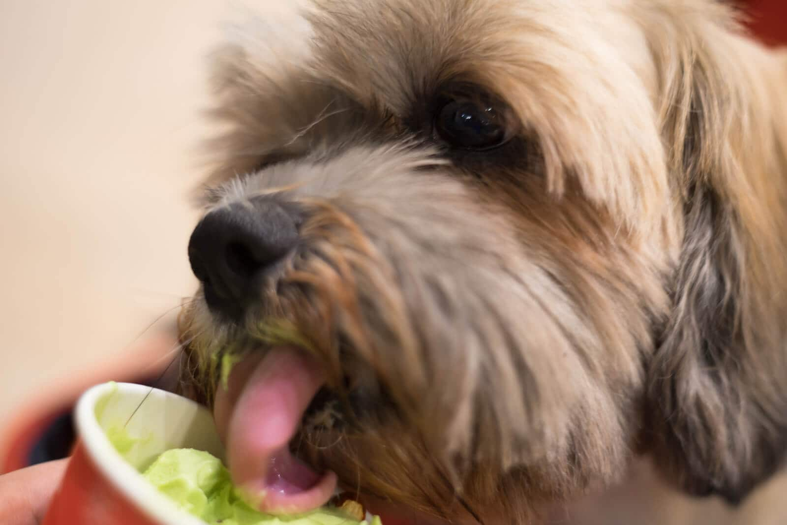 Cane che mangia un gelato per cani