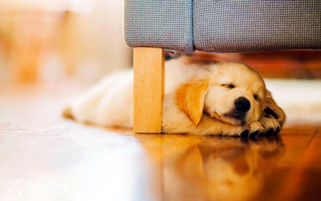 Cane che dorme sul pavimento in cerca di fresco