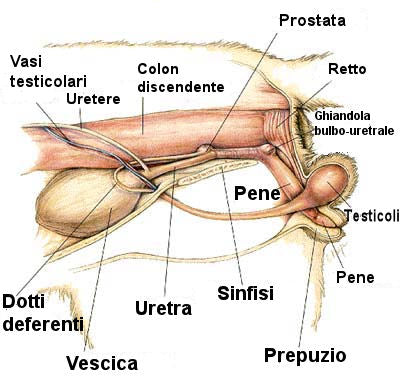 Genitali Gatto Maschio