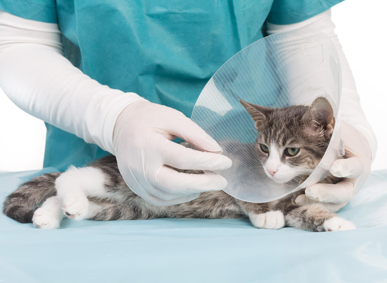 Sterilizzazione gatto