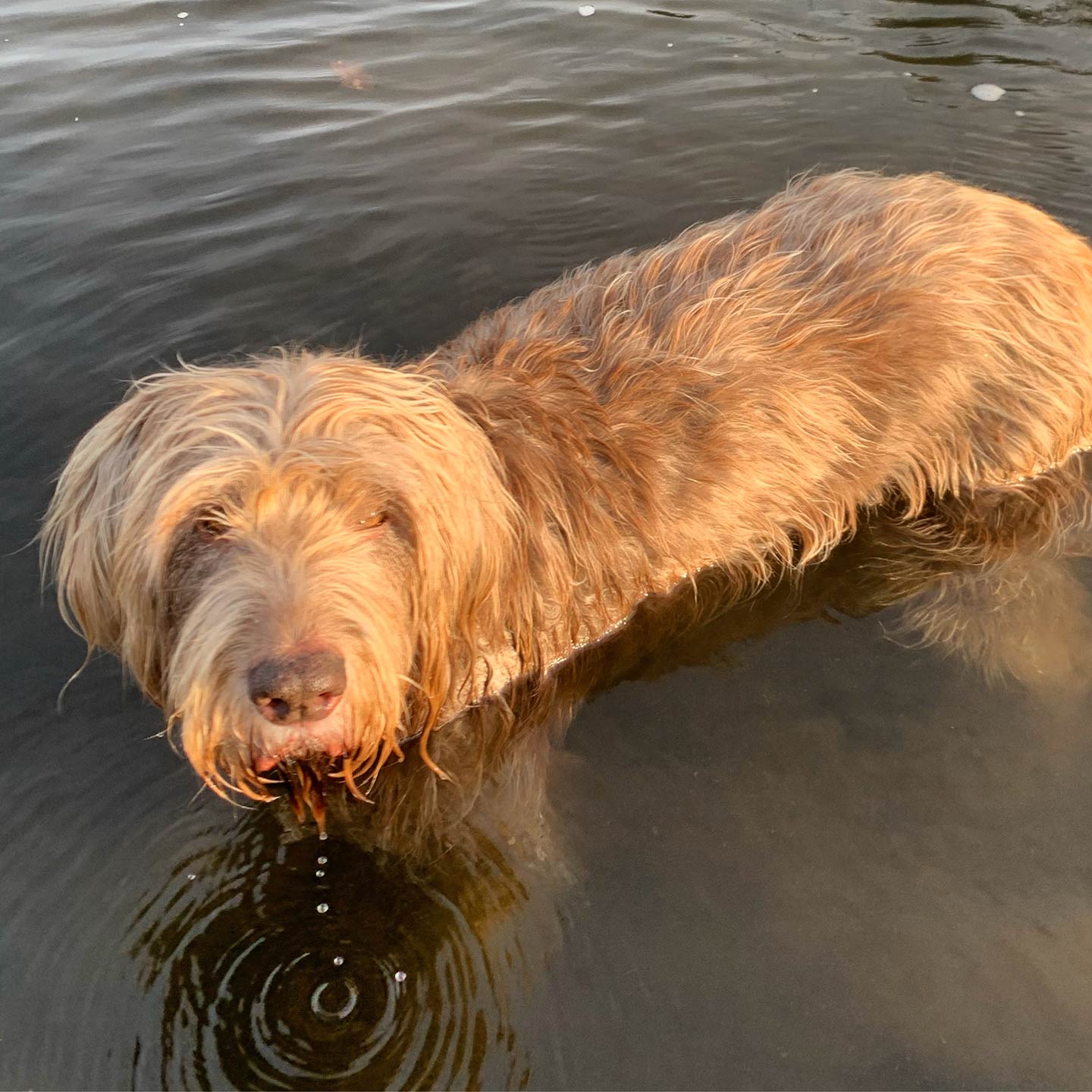 Bill the dog in water shining in the evening sun - this inspired Jane's memorial ring