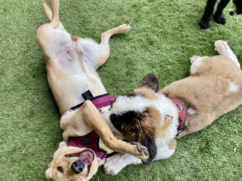 Meerdere honden genieten van vrije speeltijd en socialisatie in een veilige, omheinde ruimte.